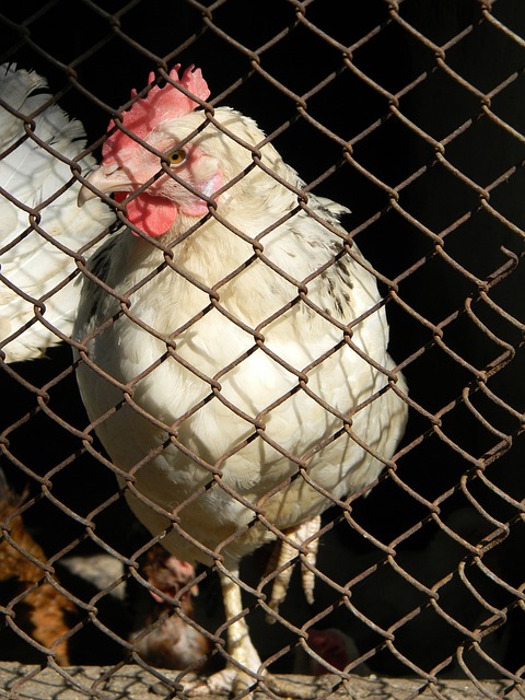 将不会转播 将不会转播